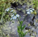 Thumbs/tn_Water forget-me-not.jpg